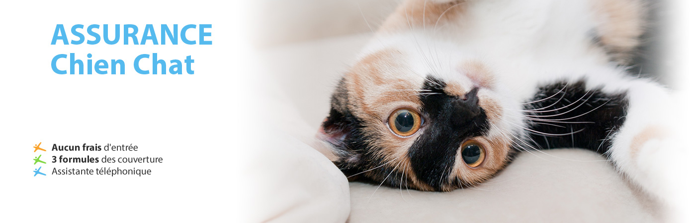 Comparez assurance animaux
